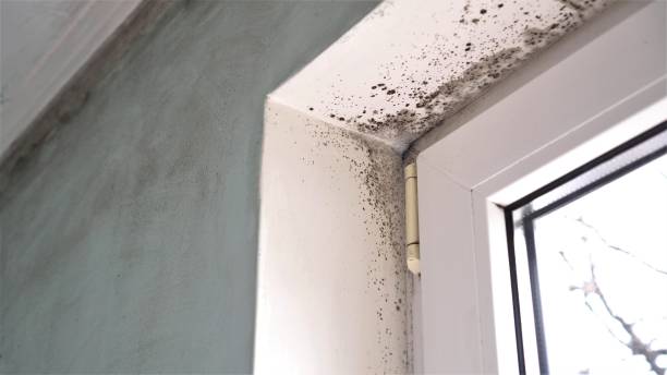 Best Mold Damage Restoration  in Bellflower, CA